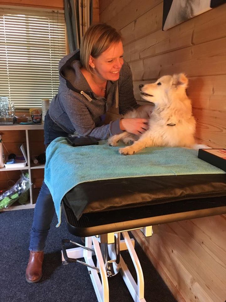 Svenja Hellmann Tierphysiotherapie Solingen Hund und Katze